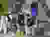 601985272_1294136582732938_4317580262611929628_n